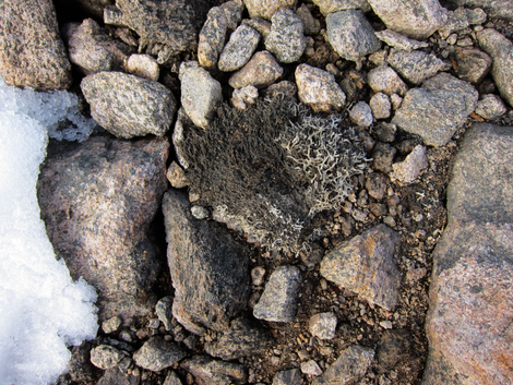 Preserved ancient moss collected from the margin of a retreating ice cap on Baffin Island.